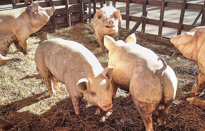 フードロス削減